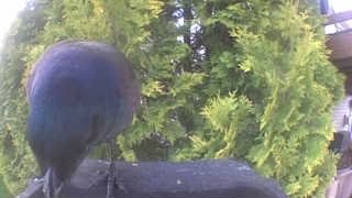 common grackle