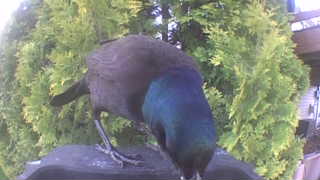 common grackle
