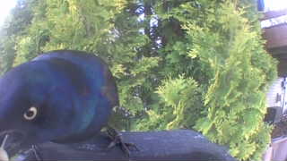 common grackle