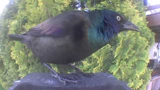brewer's blackbird