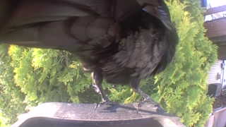 common raven