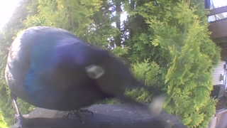 common grackle