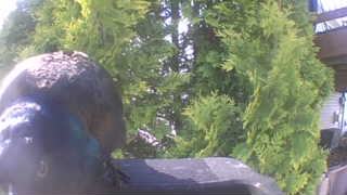 common grackle