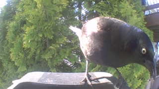 common grackle