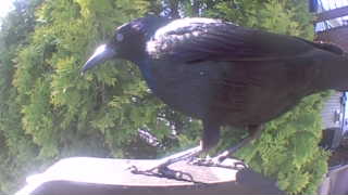 common raven