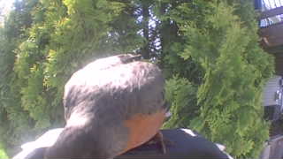 american robin