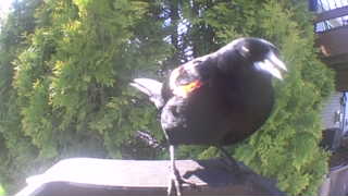 red-winged blackbird