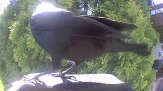 common grackle