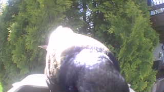 brown-headed cowbird