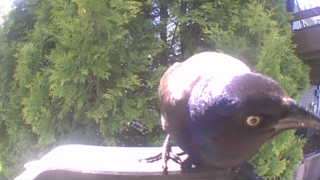 common grackle