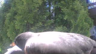 mourning dove