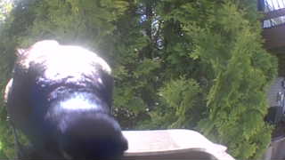 common grackle