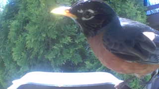 american robin