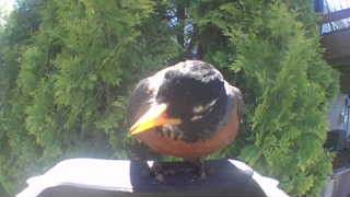 american robin