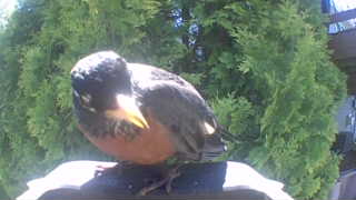 american robin