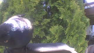 rock pigeon