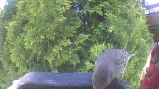 house finch
