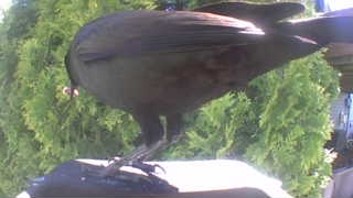 american crow