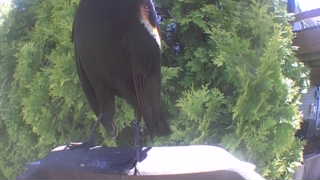 double-crested cormorant