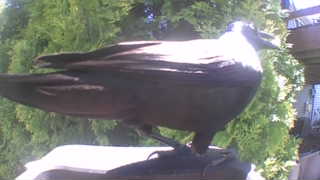 common raven