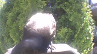 american crow