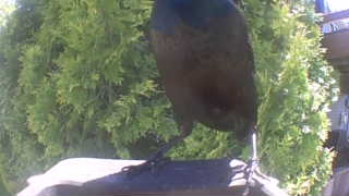 common grackle
