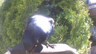 common grackle
