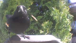 red-winged blackbird