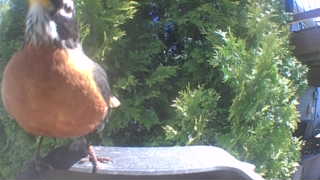 american robin