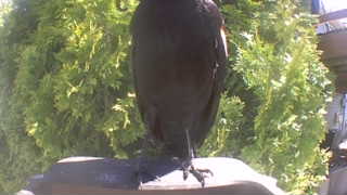 american crow