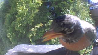 american robin