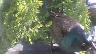 common grackle
