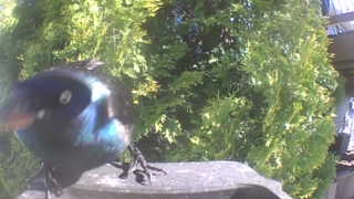 common grackle