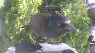 common grackle