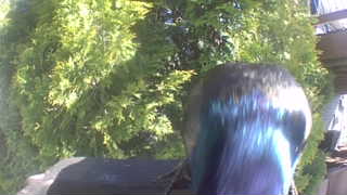 Unidentified clip