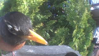 american robin