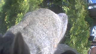 Unidentified clip