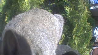 Unidentified clip