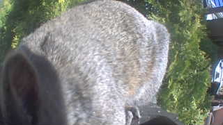 Unidentified clip
