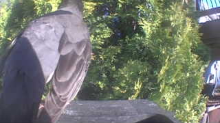 rock dove