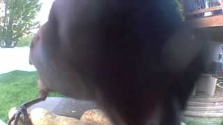 american crow