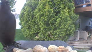 american crow