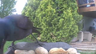 common grackle