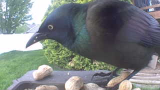 common grackle