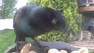 common grackle