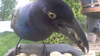 common grackle