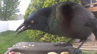 common grackle