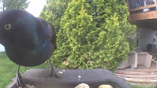 common grackle