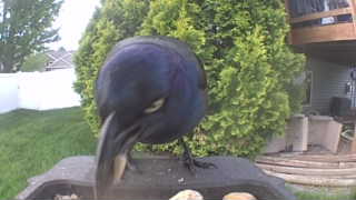 common grackle