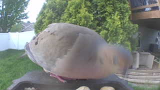 mourning dove